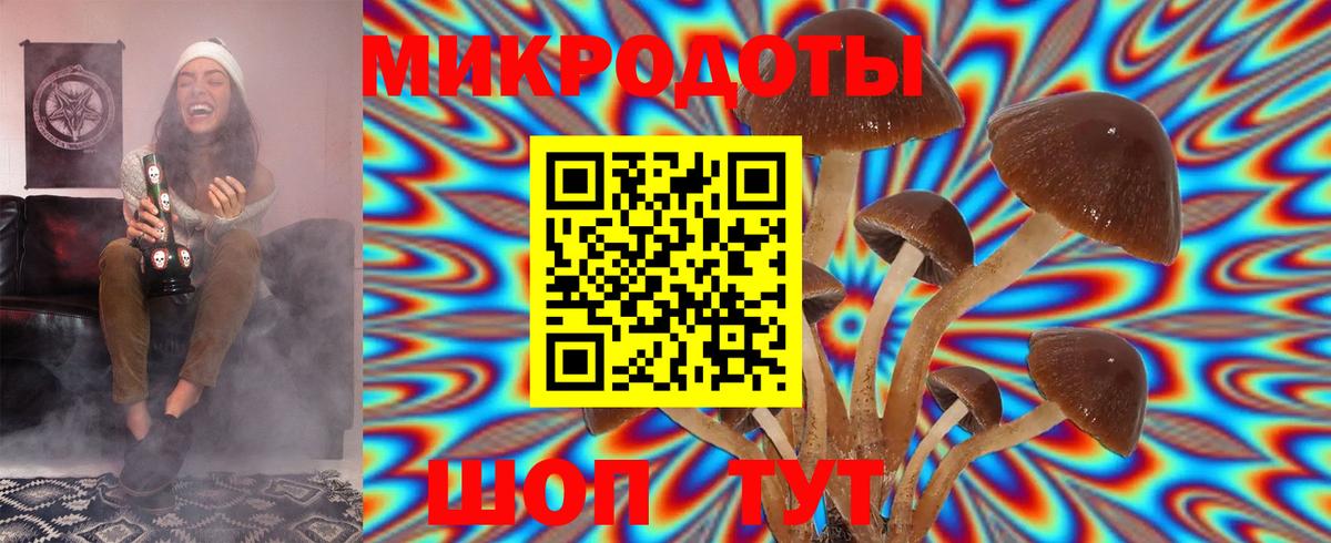 Тверь  хочу   Вход с VPN  Псилоцибиновые грибы Psilocybine cubensis 